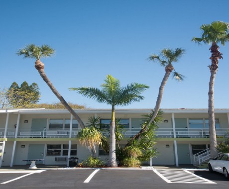 Regency Inn & Suites Sarasota - Beautiful Palm Trees